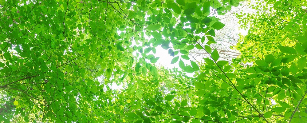 緑の木立と木漏れ日の画像