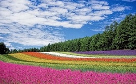 色とりどりの花が咲くお花畑の画像