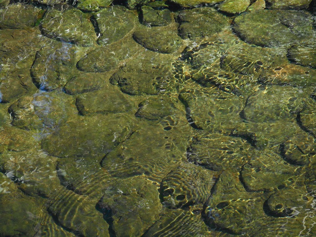 神嶽山の池泉回遊式の日本庭園 湧水の写真