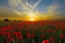 赤い花が咲く草原の夜明けの画像