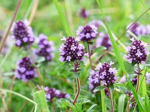 紫色の小さな花の画像