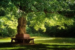 緑の公園と木のベンチ