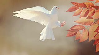羽ばたく純白の鳩の画像