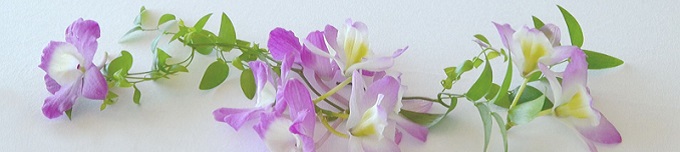紫の蘭の花の画像