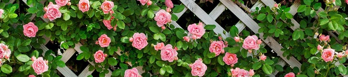 ピンクのつるバラの花の画像