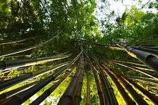 竹林で空を見上げる写真の画像