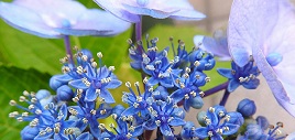 青い花の画像