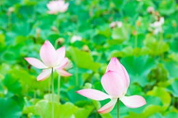 ピンクの蓮の花の画像