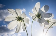 光の中で咲く白いコスモスの花の画像