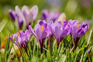 紫色のクロッカスの花の画像