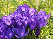 青紫色のクロッカスの花の画像
