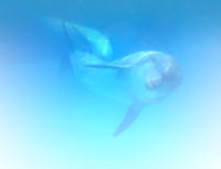 海中をのびやかに泳ぐイルカの画像