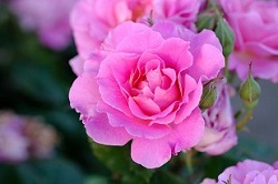 美しいピンクのバラの花の画像