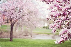 美しく咲くマグノリアの樹の画像