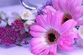 ピンクのガーベラとジャスミンの花の画像