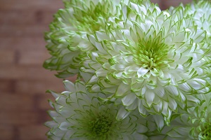 白と緑の花の画像