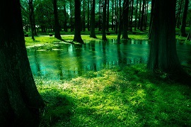 森の中の泉の画像
