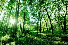 森の樹々と陽光の画像