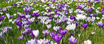 白と紫のクロッカスの花畑の画像