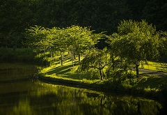 深緑の水辺にある静かな公園の画像