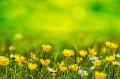 早春の美しい黄色の花畑の画像