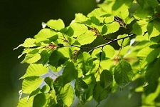 美しい緑の若葉と木漏れ日