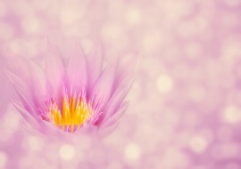 美しいピンクの蓮の花の画像