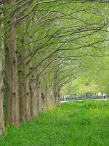 新緑の並木道の画像