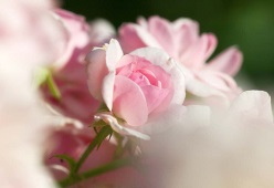 美しいピンクのバラの花の画像