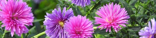 紫とピンクの美しい花々の画像