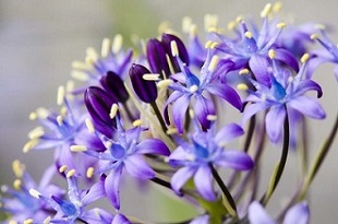 青紫のシラーの花の画像