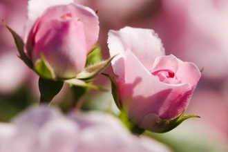 ピンクのバラ2本の花の画像