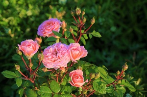 ピンクのバラの花の画像