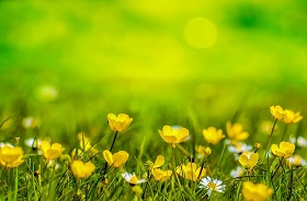黄色の野の花