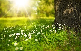 木陰に咲く野の花と陽光