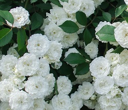 咲き誇る白いバラの写真