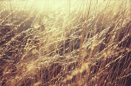 金色に輝く草原の写真