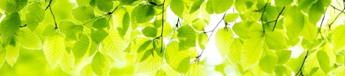 日の光に輝く緑の葉の画像
