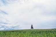 広い草原と一本の木
