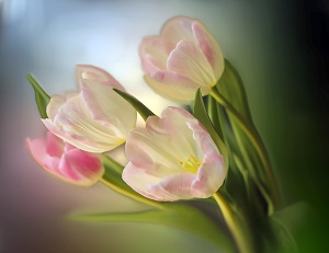 白とピンクのチューリップの花の画像